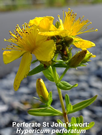 Perforate St John's-wort: Hypericum perforatum