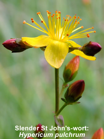 Slender St John's-wort: Hypericum pulchrum