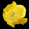 Four, regular, yellow petals