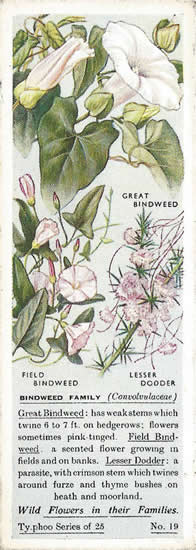 Bindweed: CONVOLVULACEAE. Tea Card. Typhoo Wild Flowers in their Families 1936
