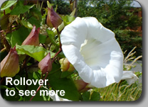 Bindweed: CONVOLVULACEAE