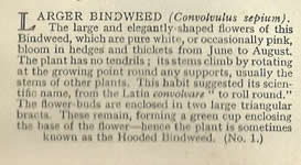 Larger Bindweed: Calystegia sepium. Cigarette Card. Will's Wild Flowers 1936