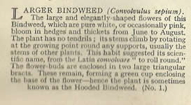 Larger Bindweed: Calystegia sepium. Cigarette Card. Will's Wild Flowers 1936