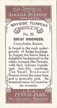 Great Bindweed: Calystegia sepium. Cigarette Card. CWS 'Wayside Flowers' 1923