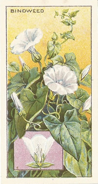 Great Bindweed: Calystegia sepium. Cigarette Card. CWS 'Wayside Flowers' 1923