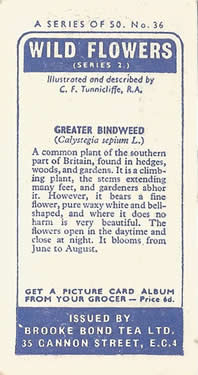 Greater Bindweed: Calystegia sepium. Tea Card. Brooke Bond Wild Flowers 1959