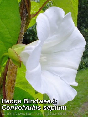 Hedge Bindweed: Calystegia sepium. Photograph. British and Irish Wildflower. White.