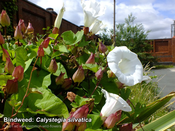 Large Bindweed: Calystegia silvatica. Photograph. British and Irish Wildflower. White.