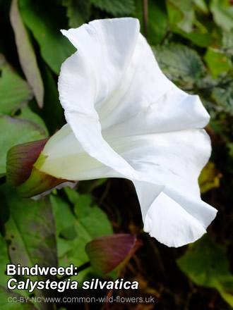 Large Bindweed: Calystegia silvatica. Photograph. British and Irish Wildflower. White.
