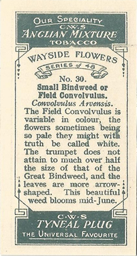 Small Bindweed: Convolvulus arvensis. Cigarette Card. CWS Wayside Flowers 1928