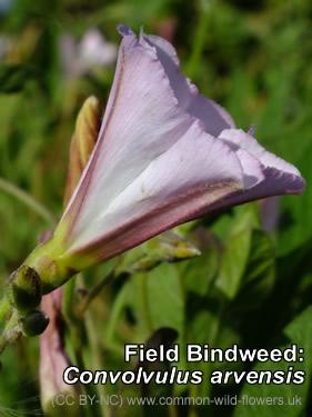 Field Bindweed: Convolvulus arvensis. Photo. Common British and Irish Wildflower. Pink/white