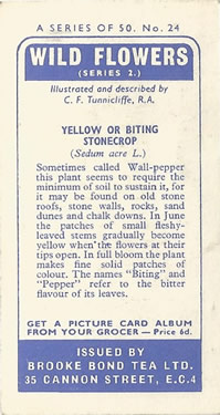 Yellow or Biting Stonecrop: Sedum acre. Tea Card. Brooke Bond: 'Wild Flowers', Series 2, 1959