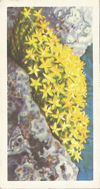 Yellow or Biting Stonecrop: Sedum acre. Tea Card. Brooke Bond: 'Wild Flowers', Series 2, 1959