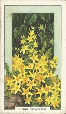 Biting Stonecrop: Sedum acre. Cigrette Card. Gallaher 'Wild Flowers' 1939