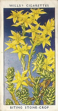 Biting Stonecrop: Sedum acre. Cigarette Card. W.D.&  H.O. Will's 'Wild Flowers' 1936