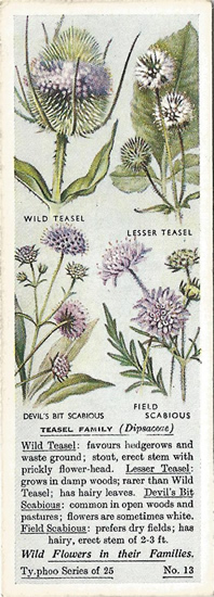 Thistle Family, Tea Card, Typhoo Tea,  Wild Flowers in their Families 1936