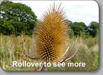 Teasel Family: DIPSACACEAE