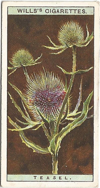 Teasel, Cigarette Card, W.D. & H.O. Wills, Wild Flowers 1923