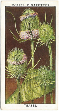 Teasel, Cigarette Card, W.D. & H.O. Wills, Wild Flowers, 2nd Series, 1937