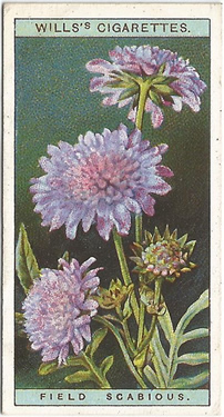 Field Scabious, Cigarette Card, W.D. & H.O. Wills, Wild Flowers 1923