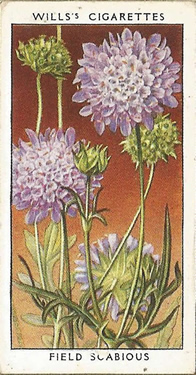 Field Scabious, Cigarette Card, W.D. & H.O. Wills, Wild Flowers 1936