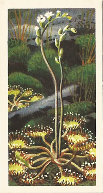 Sundew: Droser rotundifola. Pictrure. Tea Card. Brooke Bond Wild Flowers, Series 2,1959