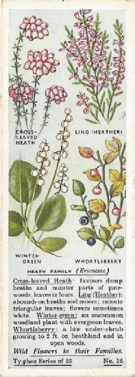 Heather: ERICACEAE. Tea Card. Typhoo 'Wild Flowers in their Families' 1936