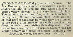 Broom: Cytisus scoparius. Cigarette Card. Will's 'Wild Flowers' 1936