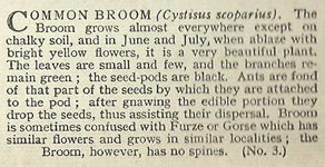 Broom: Cytisus scoparius. Cigarette Card. Will's 'Wild Flowers' 1936