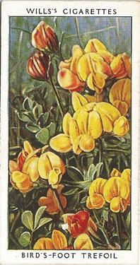Common Bird's-foot-trefoil: Lotus corniculatus. Cigarette Card. Will's 'Wild Flowers' 1937