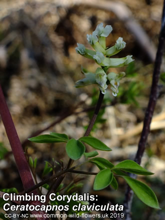 Climbing Corydalis: Ceratocapnos claviculata. White widlfower.