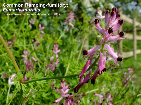 Common Ramping-fumitory: Fumaria muralis. Pink/purple wildflower.
