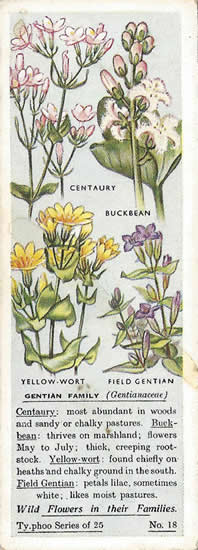 Gentian Faimily: GENTIANACEAE. Tea Card. Typhoo Wild Flowers in their Families 1936