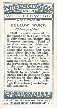 Yellow-wort: Blackstonia perfoliata. Cigarette card. Will's 'Wild Flower's 1923
