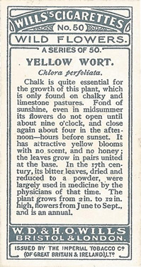 Yellow-wort: Blackstonia perfoliata. Cigarette card. Will's 'Wild Flower's 1923