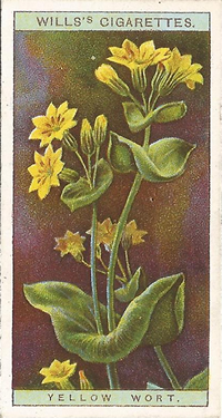 Yellow-wort: Blackstonia perfoliata. Cigarette Card. W.D. & H.O. Will's Wild Flowers 1923