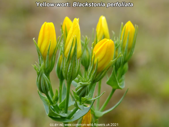 Yellow-wort: Blackstonia perfoliata. Yellow wildflower. Britain and Ireland.