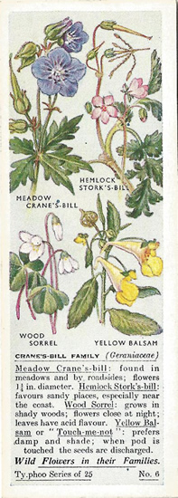 Crane's-bill Family, Tea Card, Typhoo Tea,  Wild Flowers in their Families, 1936
