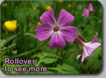 Geranium Family: GERANIACEAE