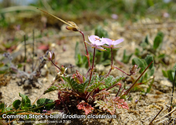 Common Stork's-bill: Erodium cicutarium. Pink wild flower. Britain and Ireland.