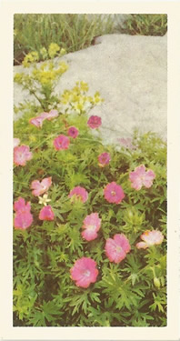 Blood-red Cranesbill. Tea Card. Brooke Bond 'Wild Flowers' 1955