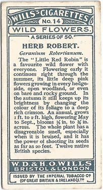 Herb Robert, Cigarette Card, W.D. & H.O. Wills, Wild Flowers 1923