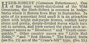 Herb Robert, Cigarette Card, W.D. & H.O. Wills, Wild Flowers 1936