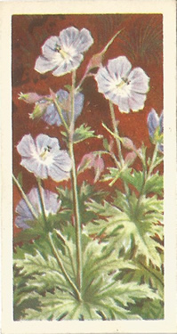 Meadow Cranesbill. Picture. Cigarette Card. Brooke Bond Wild Flowers, Series 3, 1964