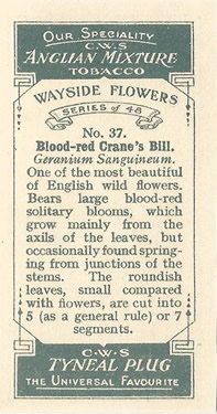 Blood-red Crane's Bill. Cigarette Card. CWS 'Wayside Flowers' 1928