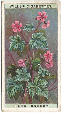 Herb Robert, Cigarette Card, W.D. & H.O. Wills, Wild Flowers 1923