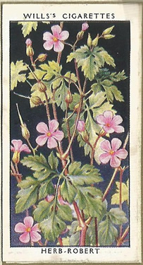 Herb Robert, Cigarette Card, W.D. & H.O. Wills, Wild Flowers 1936