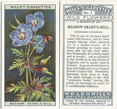 Meadow Crane's-bill, Cigarette Card, W.D. & H.O. Wills, Wild Flowers 1923