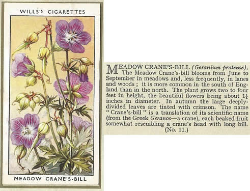 Meadow Crane's-bill, Cigarette Card, W.D. & H.O. Wills, Wild Flowers 1936