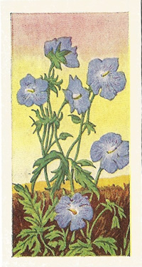 Meadows Crane-Bill. Picture. Trade Card. Sweetule 'Wild Flowers' 1960